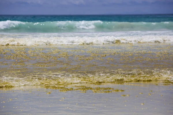 Yellow gold foam in ocean, Galapagos, Ecuador — Stockfoto