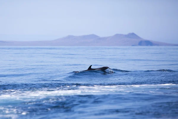 Delfín nadando en el océano Pacífico azul, Galápagos —  Fotos de Stock