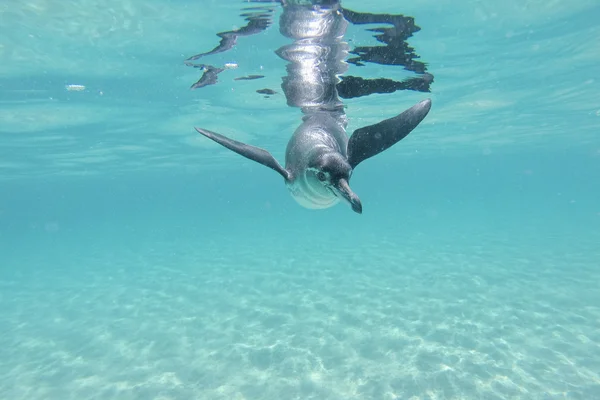 Galapagospinguin schwimmt unter Wasser. galagapos, ecuador — Stockfoto