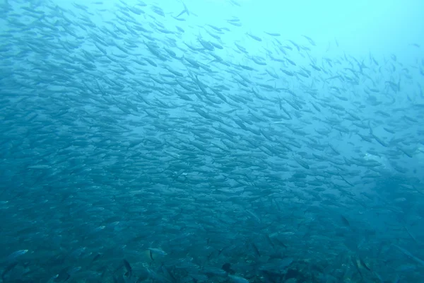 Bacalao en el Océano Pacífico, Galápagos —  Fotos de Stock