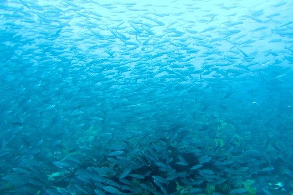 Bacalao en el Océano Pacífico, Galápagos —  Fotos de Stock