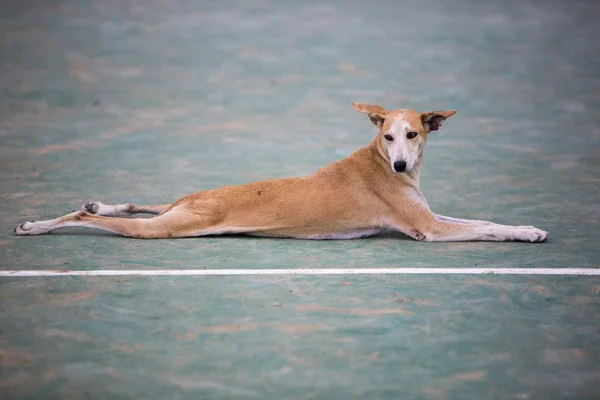 Evde beslenen hayvan köpek Ekvador, döşeme — Stok fotoğraf