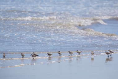 Sahilde yürüyüş Sanderling Familly kuşlar. Galagapos