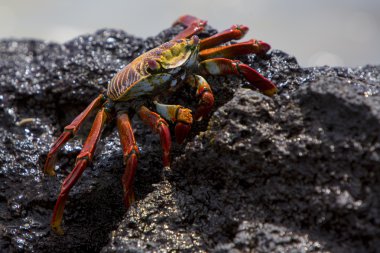 Sally Lightfoot yengeç veya kırmızı Rock Yengeç, Galapagos Adaları