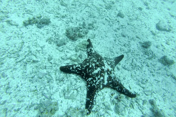 Blauwe zeester op het rif, Galapagos eilanden — Stockfoto