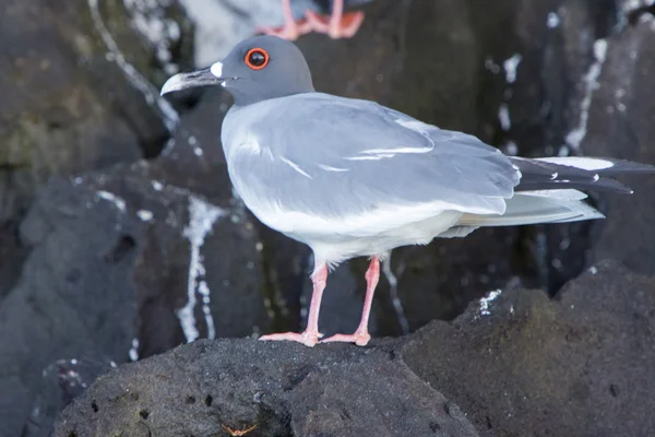 Swallow-tailed gulls with red eyes. Galapagos Islands. Ecudaor — Stock Photo, Image