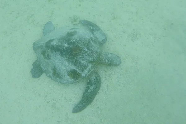 Морська черепаха плавання поодинці під водою. Галапагоські острови — стокове фото