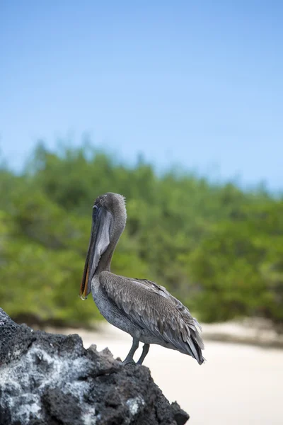 Brown pelican with green background, Galapagos, Ecuador. — Stock Photo, Image