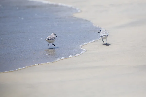 Para ptaków Sanderling spaceru na plaży. Galagapos — Zdjęcie stockowe