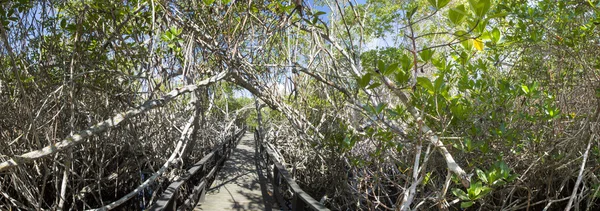 Trä sökväg vägen över mangrove, Ecuador — Stockfoto