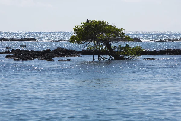Drzewo w oceanie, Wyspy Galapagos, Ekwador — Zdjęcie stockowe