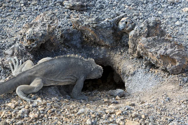 鬣蜥，加拉巴哥群岛，厄瓜多尔的窝 — 图库照片
