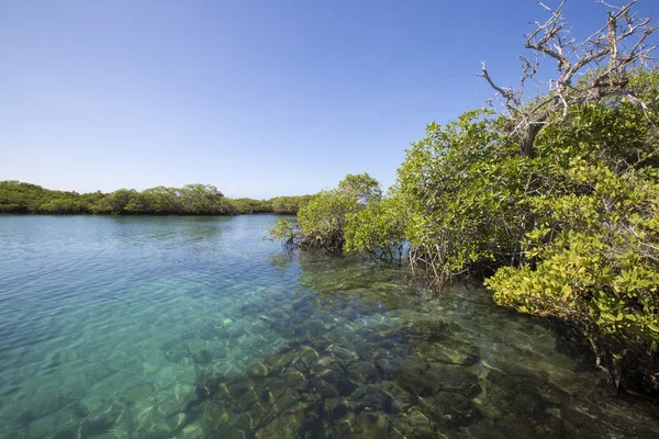 Panorama do mangue e do oceano, Galápagos — Fotografia de Stock