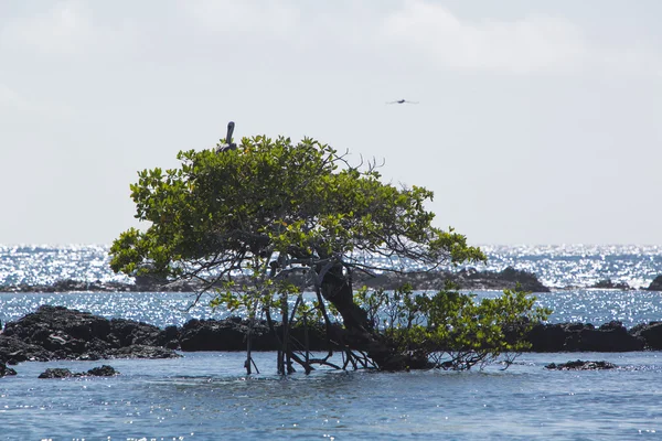 Drzewo w oceanie, Wyspy Galapagos, Ekwador — Zdjęcie stockowe