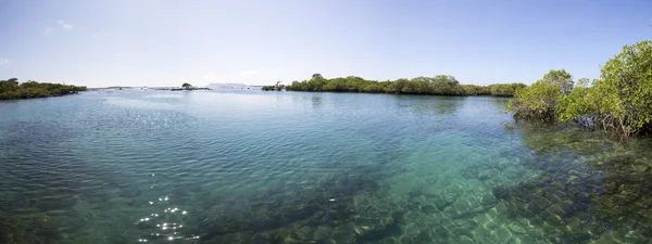 Panorama del manglar y el océano, Galápagos —  Fotos de Stock