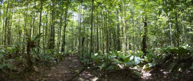Deep green jungle forest in Salto Angel, Canaima, Venezuela clipart