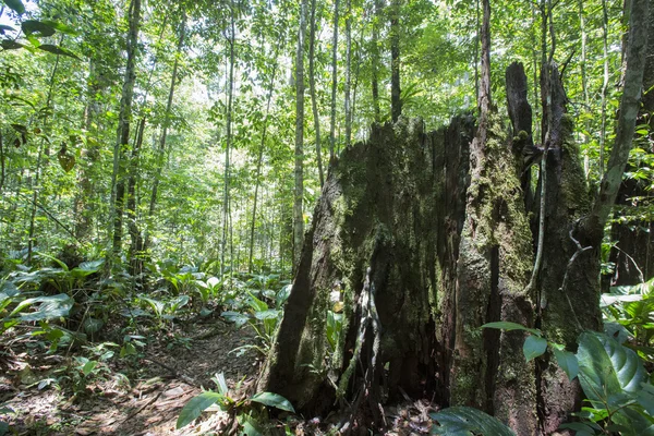 Deep green jungle forest in Salto Angel, Canaima, Venezuela — Stock Photo, Image