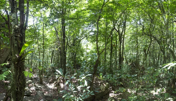 Глубоко зеленые джунгли в Salto Angel, Канайма, Венесуэла — стоковое фото