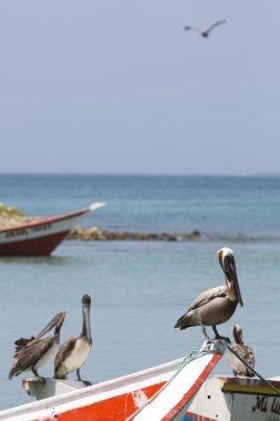 Balıkçı tekne, Margarita Island ayakta Pelikan