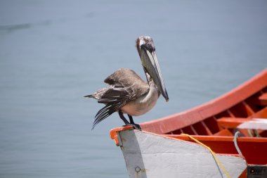 Pelikan ayakta bir balıkçı tekne, Margarita Adası