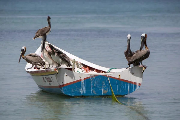 Pelicanos em pé no barco de pesca, Ilha Margarita — Fotografia de Stock