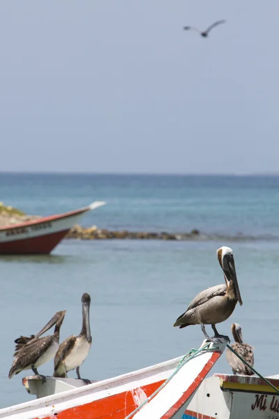 Pelícanos de pie en barco pesquero, Isla Margarita — Foto de Stock