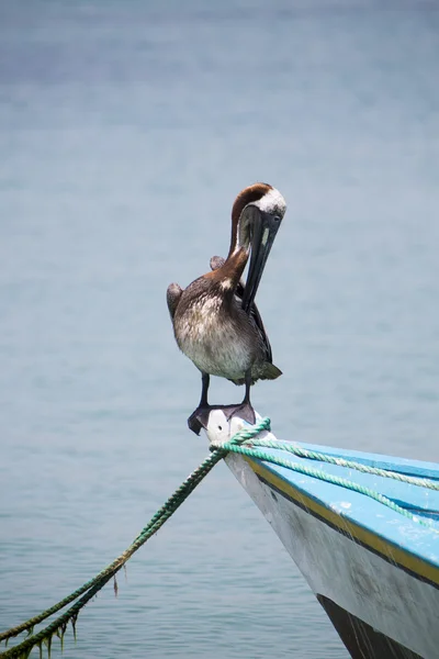 Pelicano de pé em um barco de pesca, Ilha Margarita — Fotografia de Stock