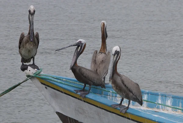 Пеликаны, стоящие на рыбацкой лодке, остров Маргарита — стоковое фото