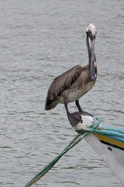 Pelican stående fisher båten, Margarita Island — Stockfoto