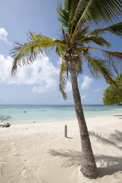 Morrocoy Milli Parkı, bir cennet ile Hindistan cevizi ağaçları, beyaz san — Stok fotoğraf