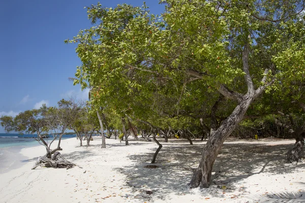 Morrocoy nationalpark, ett paradis med kokosnöt träd, vita san — Stockfoto