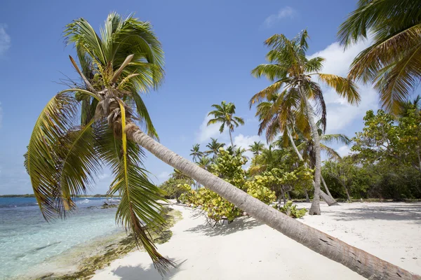 Morrocoy nationaal park, een paradijs met kokosnoot bomen, witte san — Stockfoto