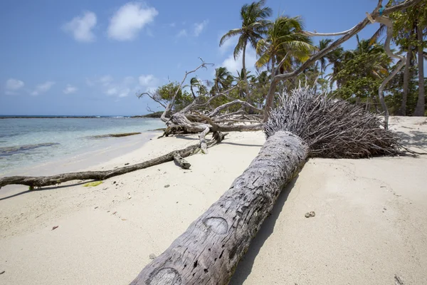 Morrocoy 国家公园，椰子树木，白色圣天堂 — 图库照片