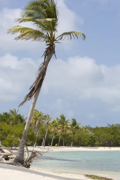 Morrocoy Milli Parkı, bir cennet ile Hindistan cevizi ağaçları, beyaz san — Stok fotoğraf