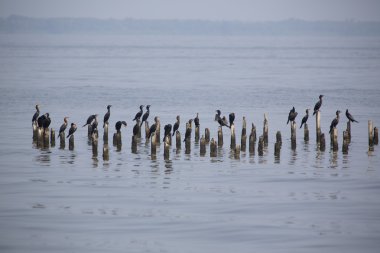 Beton sütun üzerine, göl Maracaibo, Venezuela tıraşlama kuşlar