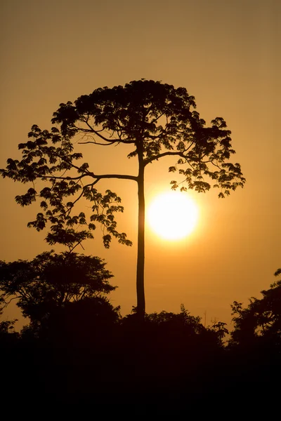 背光式的马拉开波湖附近的 Catatumbo 河上树. — 图库照片
