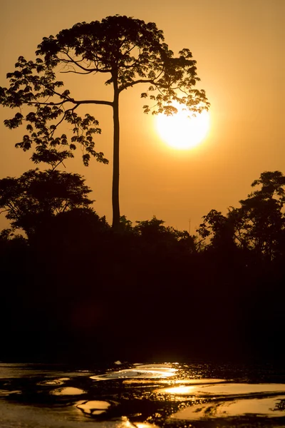 Подсветка дерева на реке Кататумбо возле озера Маракайбо . — стоковое фото