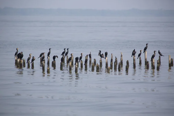 Uccelli appollaiati su pilastri di cemento, Lago Maracaibo, Venezuela — Foto Stock