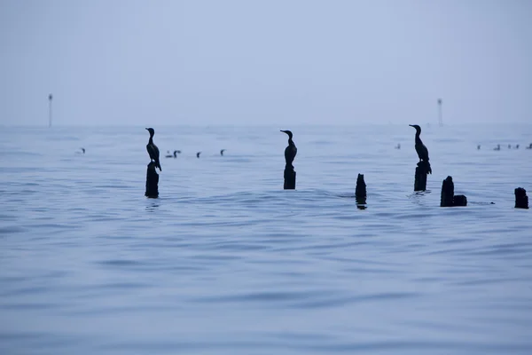 Silueta de Aves posadas sobre pilares de hormigón, Lago Maracaibo — Foto de Stock