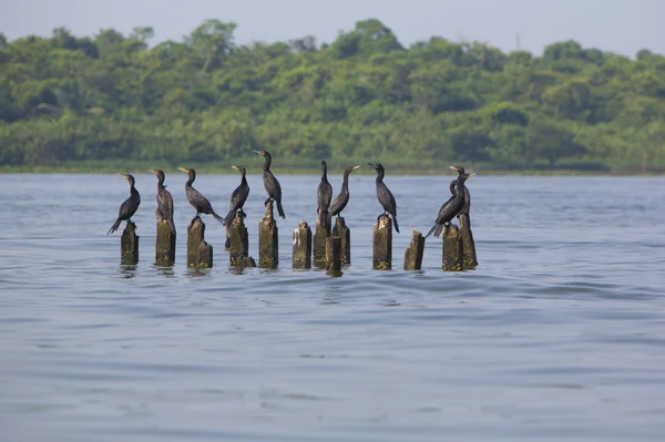 Aves posadas sobre pilares de hormigón, Lago Maracaibo, Venezuela — Foto de Stock