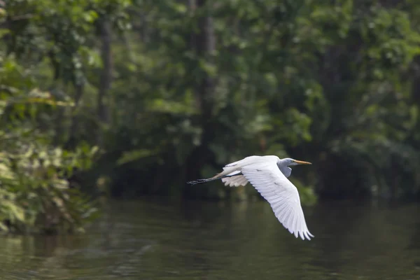 Flying Great Egret cerca del lago Maracaibo, Venezuela —  Fotos de Stock