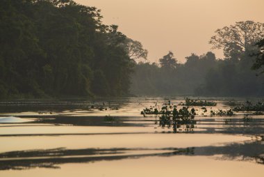 Ağaç ve orman Catatumbo Nehri, Maracaibo Gölü, Venezue üzerinde
