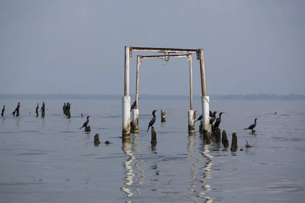 Ptáci sedící na betonových pilířích, jezero Maracaibo, Venezuela — Stock fotografie