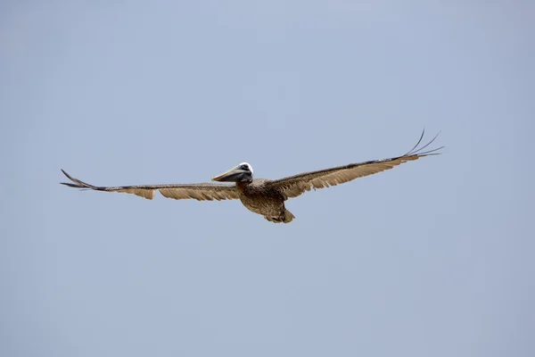 Uçuş kahverengi Pelikan (Pelecanus occidentalis) — Stok fotoğraf