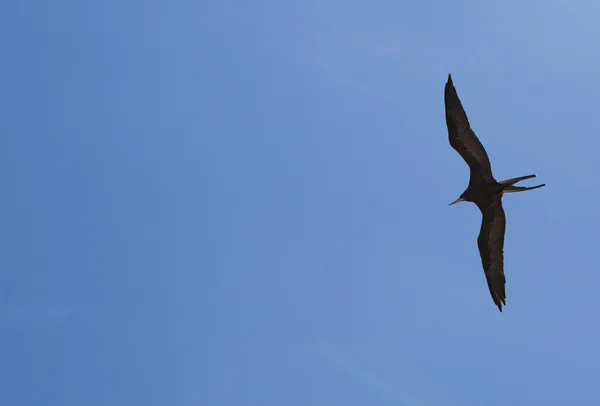 Fregata nera uccello con ali spiegate che vola con cielo blu — Foto Stock