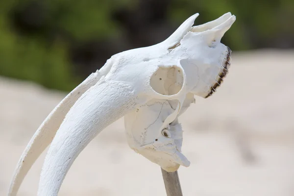 Hueso de cabeza de cráneo blanco animal en la playa salvaje, Galápagos — Foto de Stock