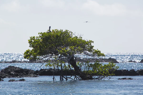 Träd i havet, Galapagosöarna, Ecuador — Stockfoto