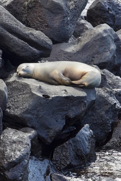 ガラパゴスで眠れる森海のライオン — ストック写真