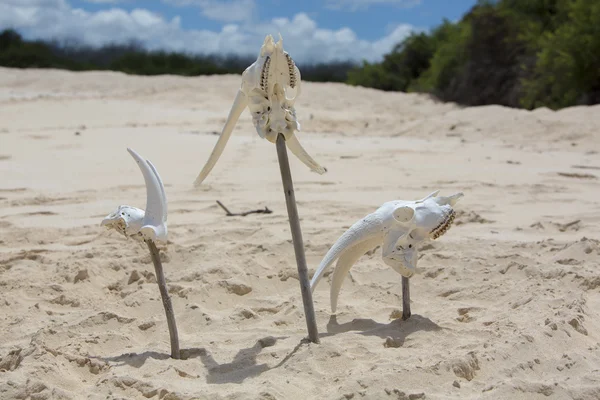 Crâne blanc animal os de la tête sur la plage sauvage, Galapagos — Photo