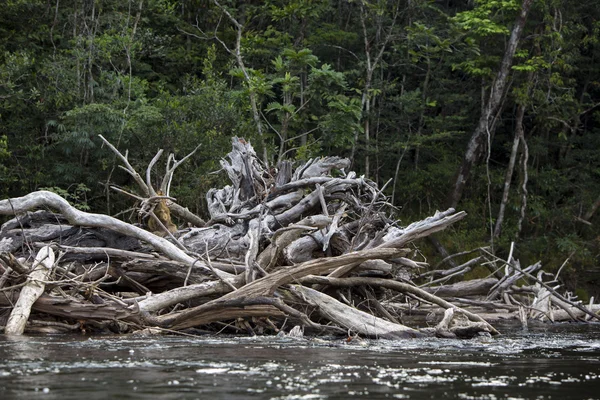 Venezuela Gauja Nehri'nde ölü ağaç görünümünü — Stok fotoğraf